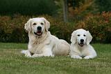 GOLDEN RETRIEVER 916